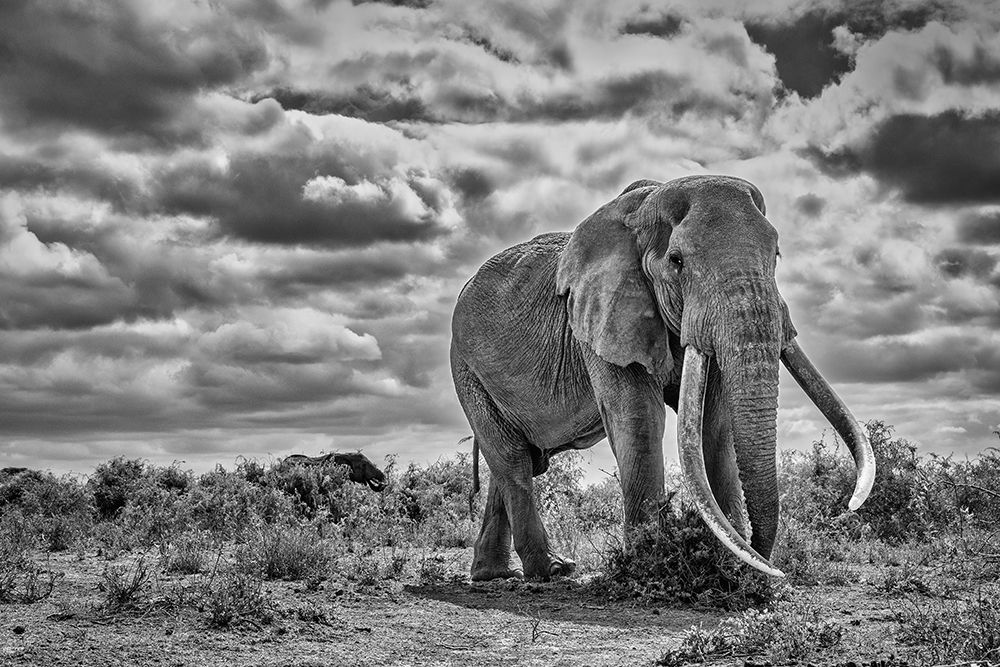Craig the Elephant-largest Amboseli elephant-Amboseli National Park-Africa